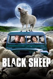 შავი ცხავრი / Black Sheep