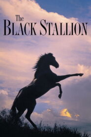 შავი სტალიონი / The Black Stallion